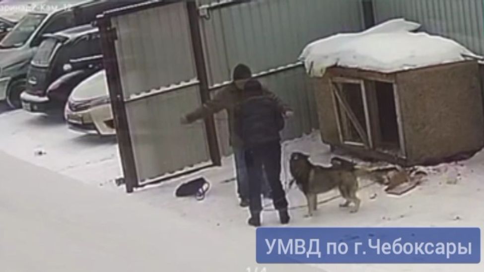 В Чебоксарах завели уголовное дело на супругов, укравших собаку 