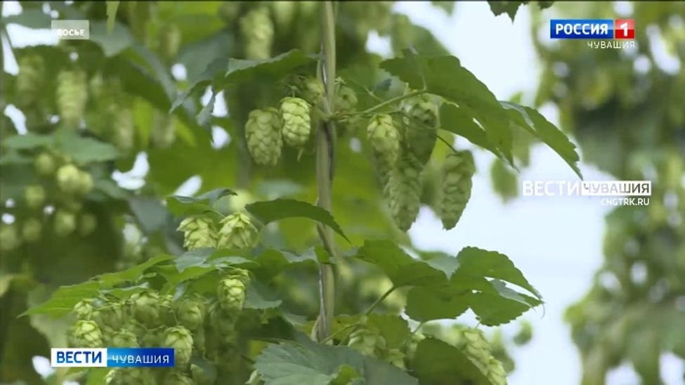 В Чувашском аграрном университете создадут современную лабораторию по селекции хмеля
