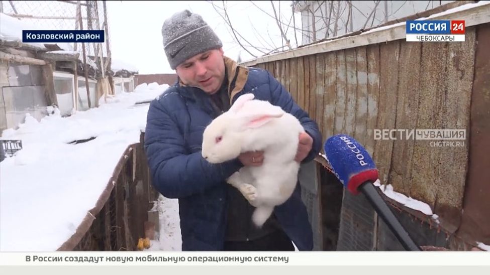 Житель Козловского района разводит кроликов разных пород 