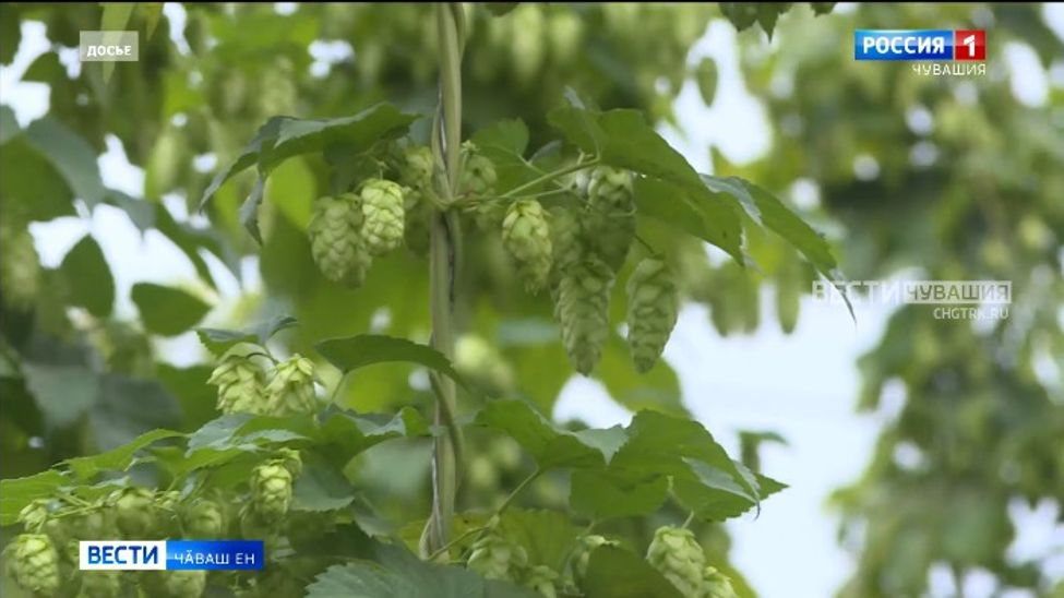 "Симӗс ылтӑн" чапне чӗртсе тӑратмалла