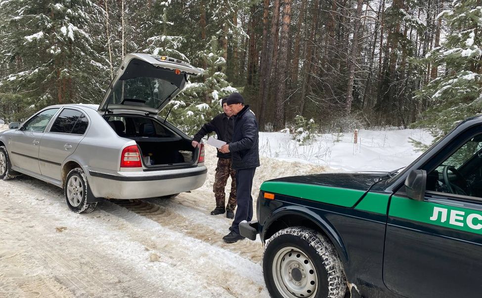 В лесах Чувашии задержали мужчину, вырубившего 2 новогодние ели