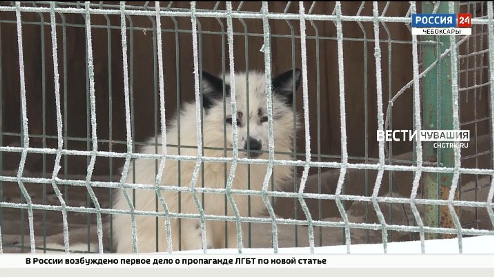 Как животные чебоксарского зооуголка переживают аномальные морозы