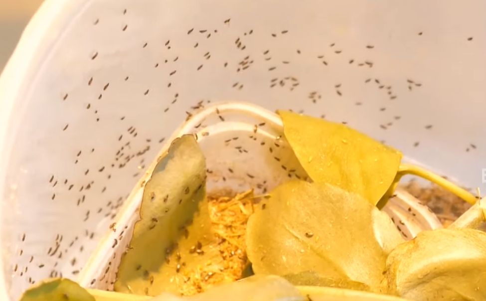 Чувашия обеспечит регионы ПФО насекомыми для защиты растений