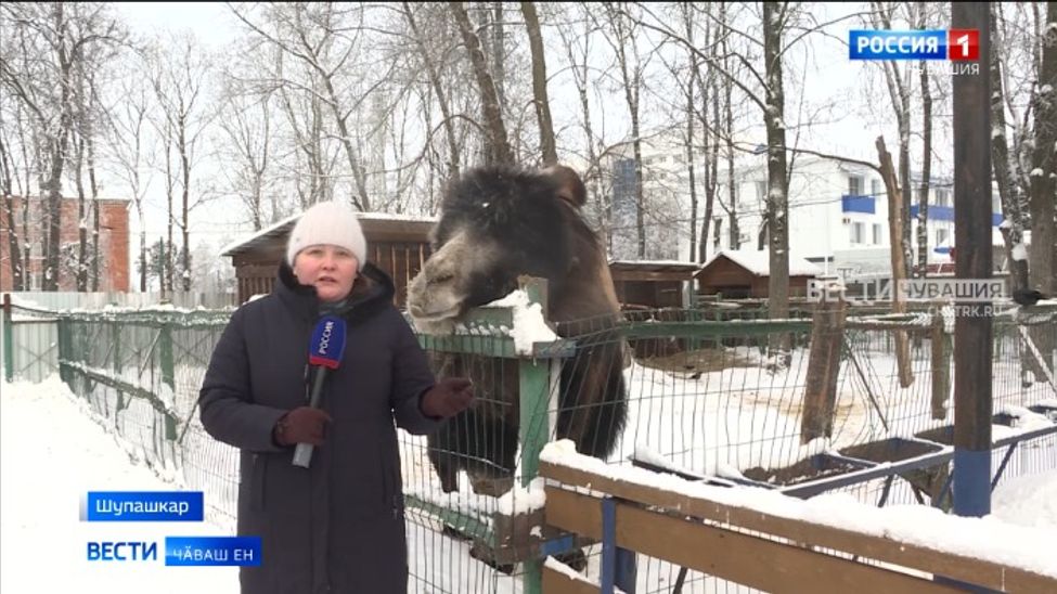 Николаев паркӗнче вырнаҫнӑ "Ковчег" зоокӗтесре "Чӑрӑш" акци пуҫланать 