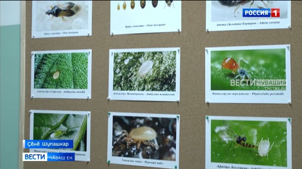 Ӳсен-тӑран хӳтӗлевҫисен ферми