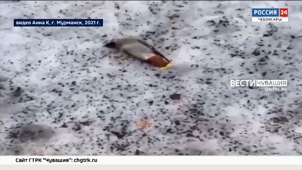 В Чувашии пользователи соцсетей обеспокоены "пьяными" птицами