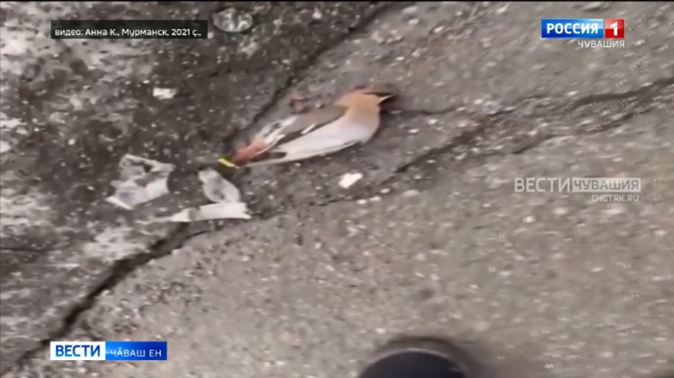 Кашни хӗлле интернетра юр ҫинче выртакан шӑлинкурӑссене сӑнлакан фото е видео сарӑлать