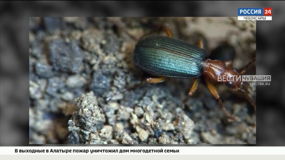 Впервые в Чувашии обнаружили жука - бомбардира