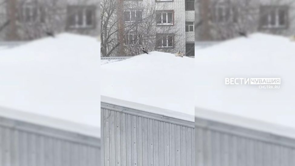 В Чебоксарах на крыше дома заметили лису
