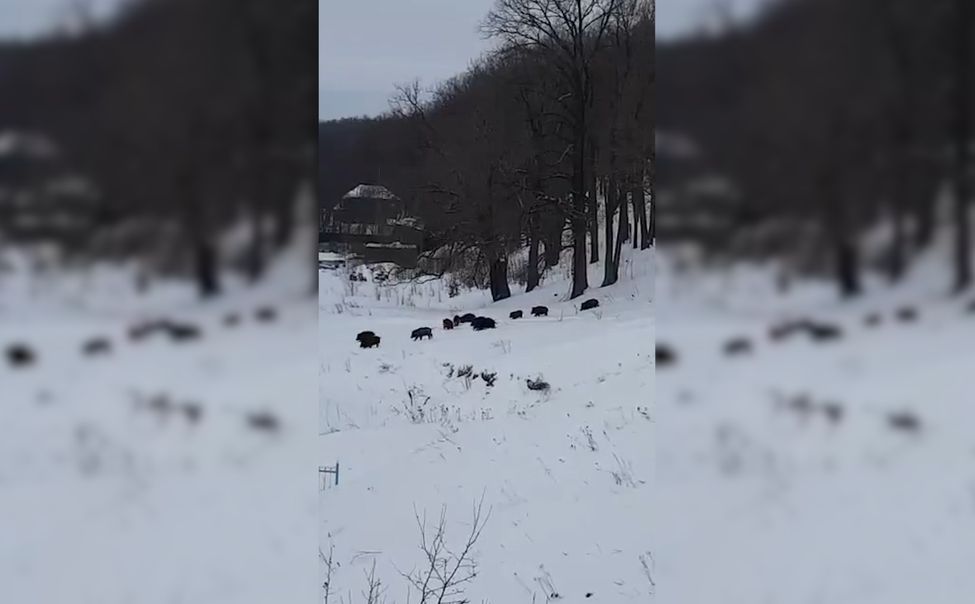 В Чебоксарском районе кабаны облюбовали крещенскую купель