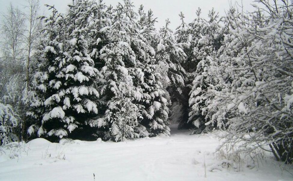 Чувашия вошла в тройку регионов РФ - лидеров по качеству охраны лесов