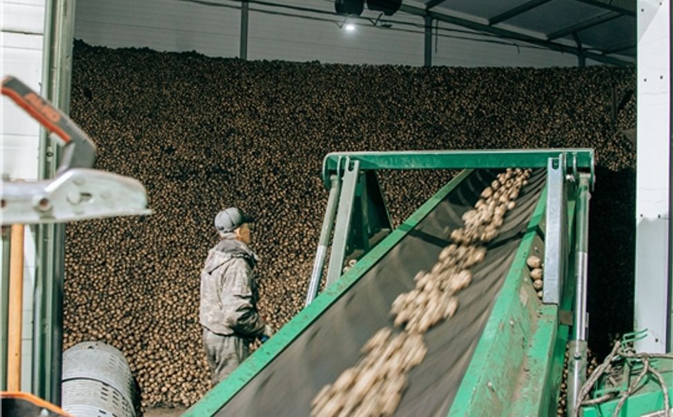 Овощеводы Чувашии получат 126 млн рублей из федерального бюджета