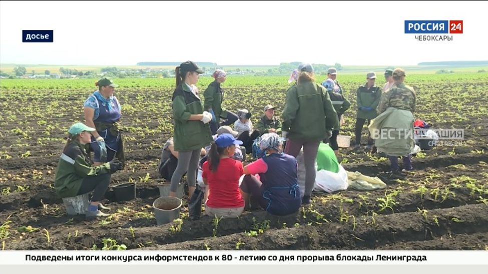 Зарплата аграриев Чувашии выросла на 19% 