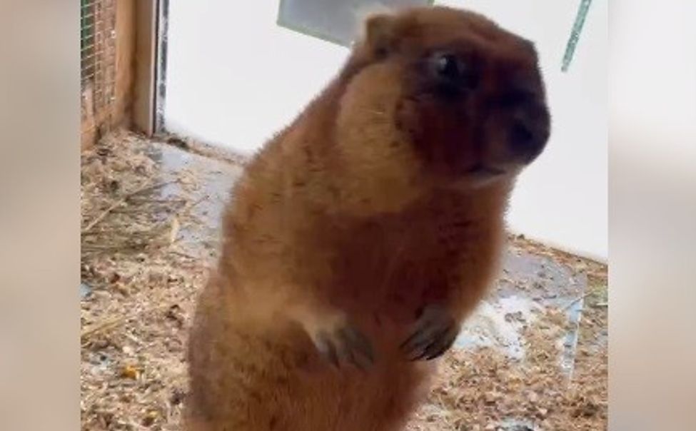 В чебоксарском зооуголке проснулись сурки 