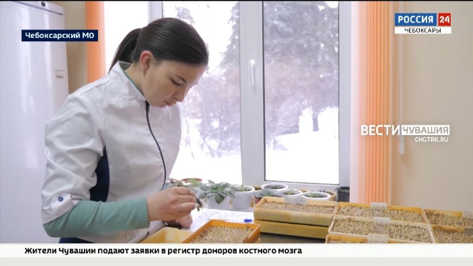 В Чувашии проверяют и доводят до кондиции семенной фонд, подготовленный к весеннему севу