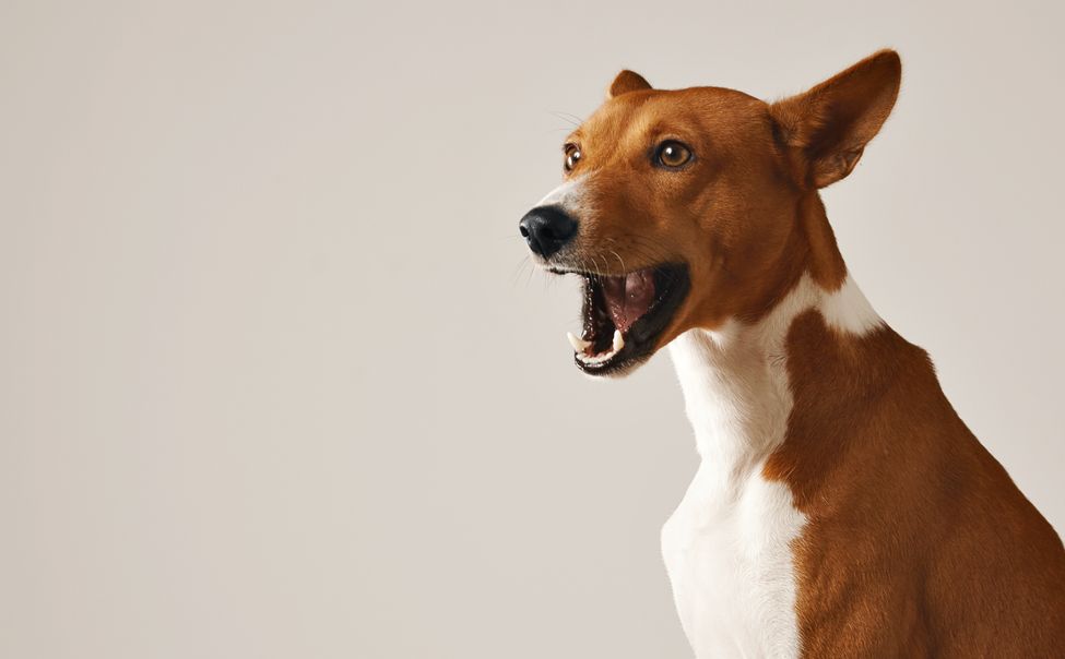 Администрация Ядринского округа выплатила компенсацию женщине, пострадавшей от укуса собаки