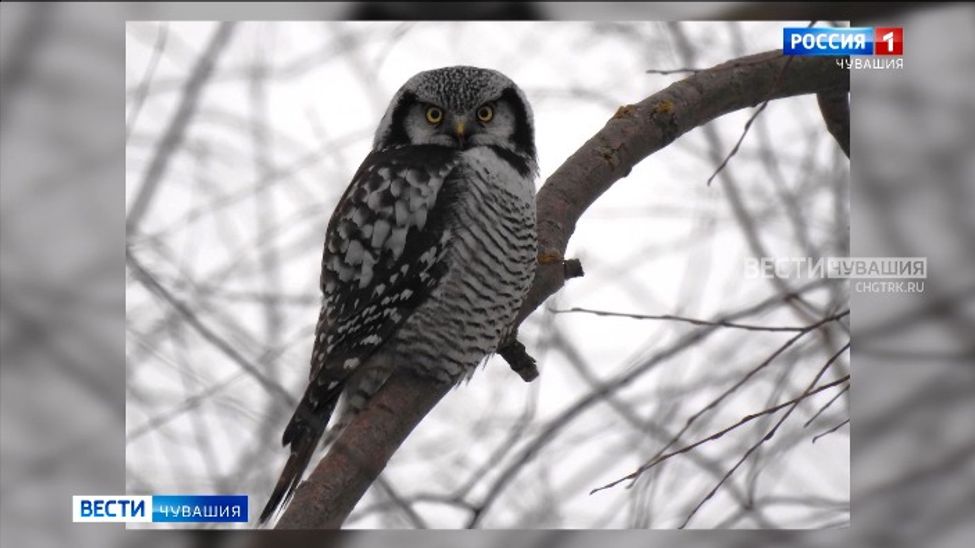 В Чувашии заметили редкую ястребиную сову