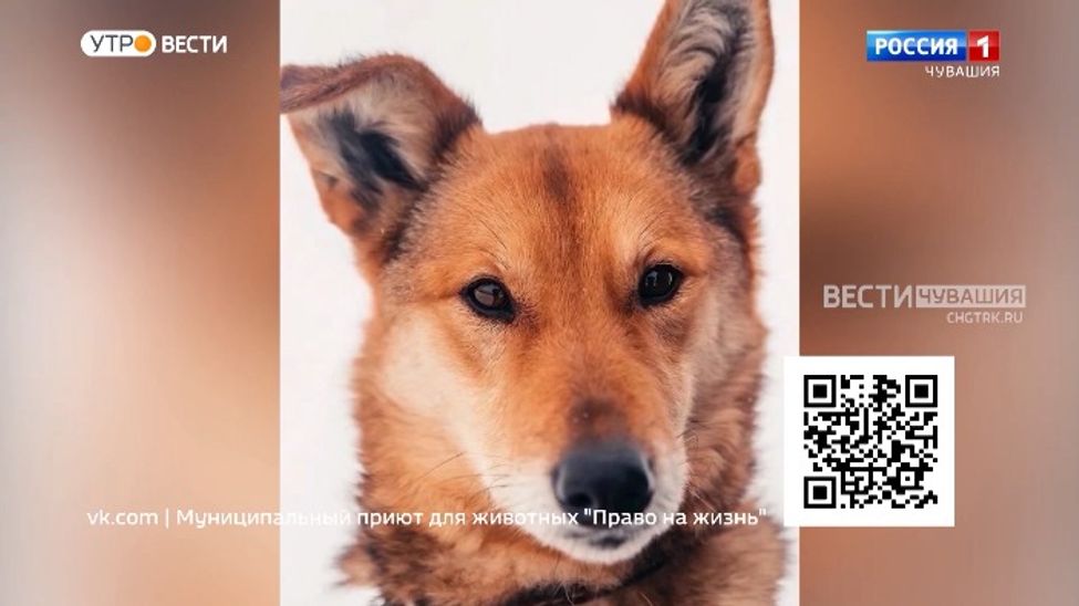 Проект "Найди друга". №45. Лиска