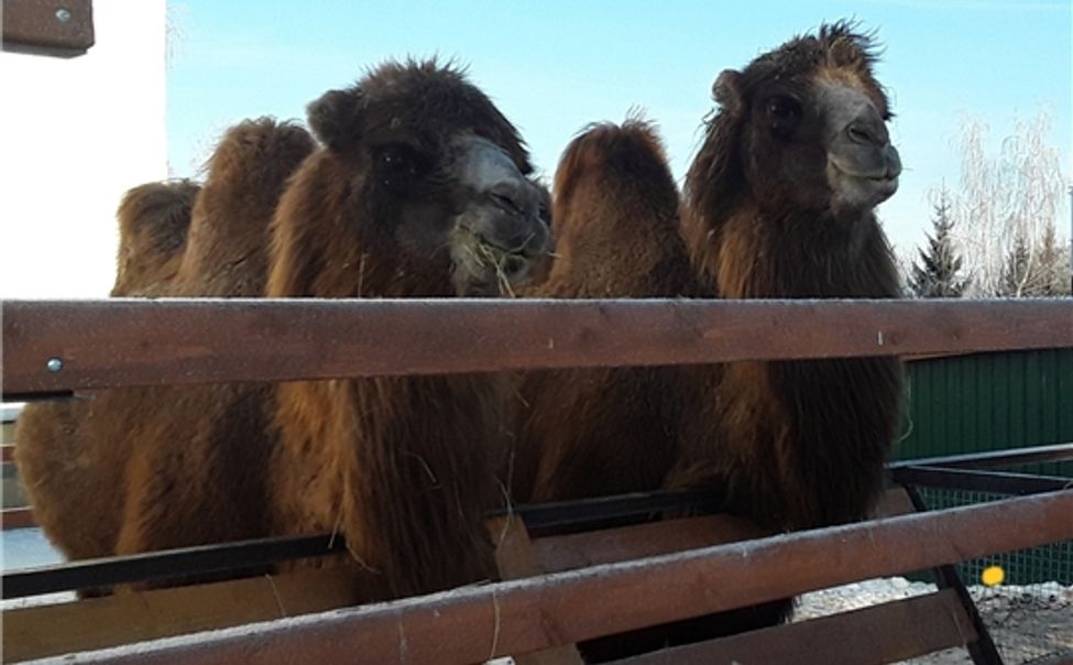 В Чувашии зооуголок в «Волжанке» получил лицензию