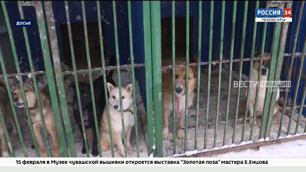 В Чебоксарах построят новый приют для 600 бездомных животных