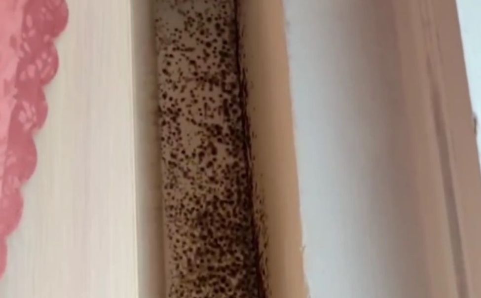 Чебоксарскую школу №53 проверят из-за сообщений о плесени в кабинетах