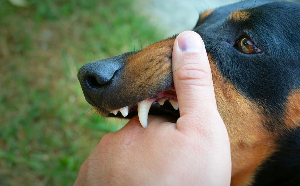 Столичная прокуратура всерьез взялась за проблему бродячих собак 