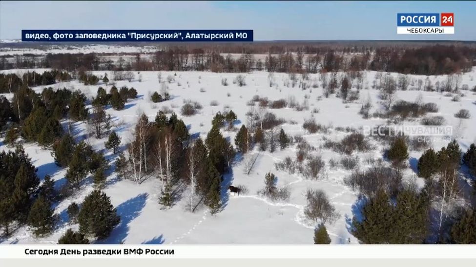 В заповеднике «Присурский» зимуют лоси со всего нижнего Присурья