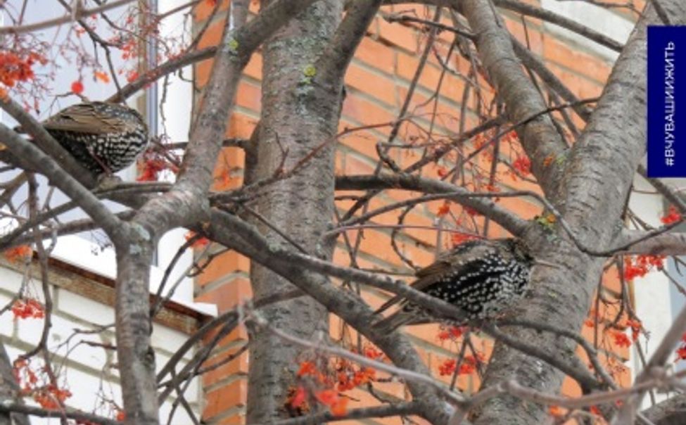 Весна близко: в Чебоксары уже прилетели скворцы