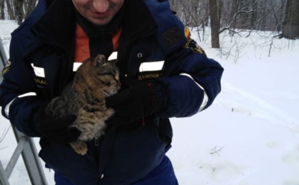 В Чувашии спасли обессилевшего кота, просидевшего на дереве несколько дней