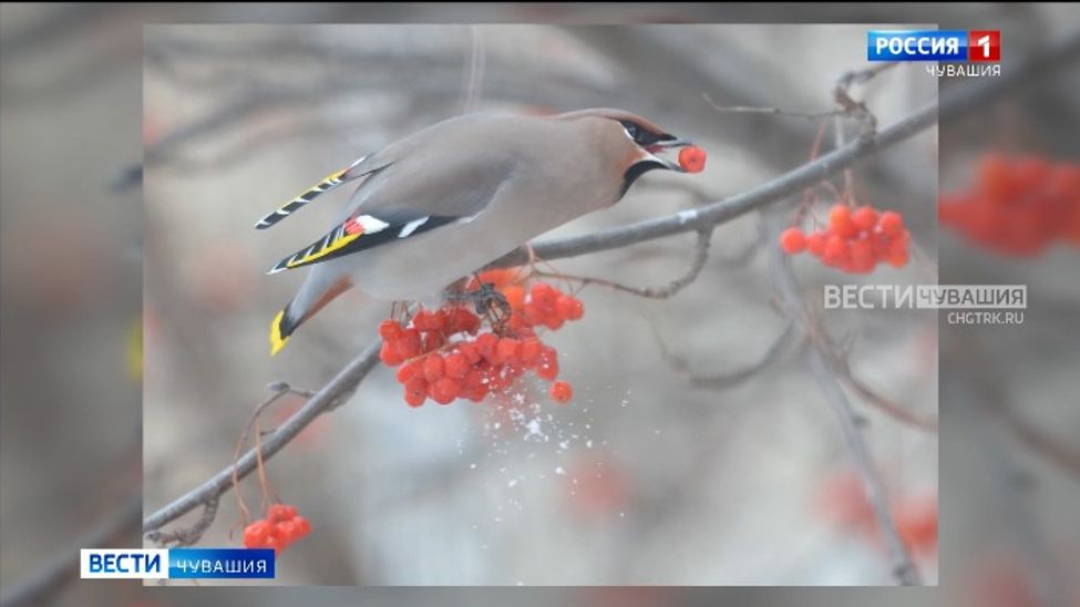 Чувашия стала «хлебным» местом зимовки для северных таежных птиц