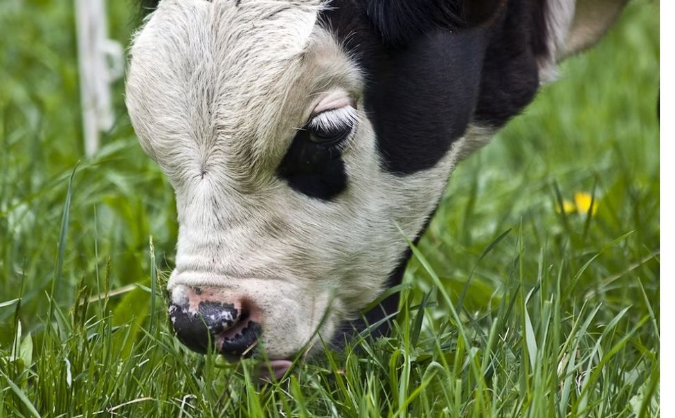 Животноводы Чувашии получат субсидию на выращивание КРС