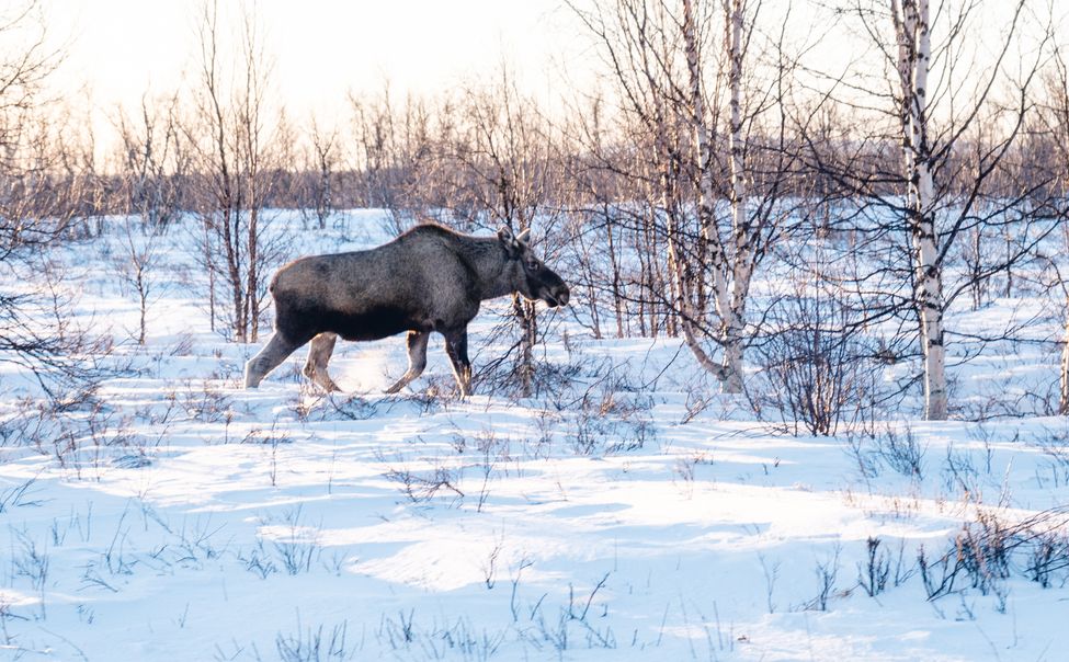 В заповеднике "Присурский" зимуют до 60 лосей