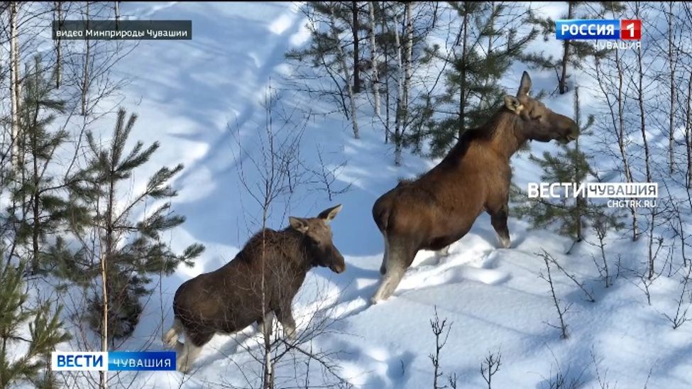 В лесах Заволжья Чувашии обитают до 80 лосей
