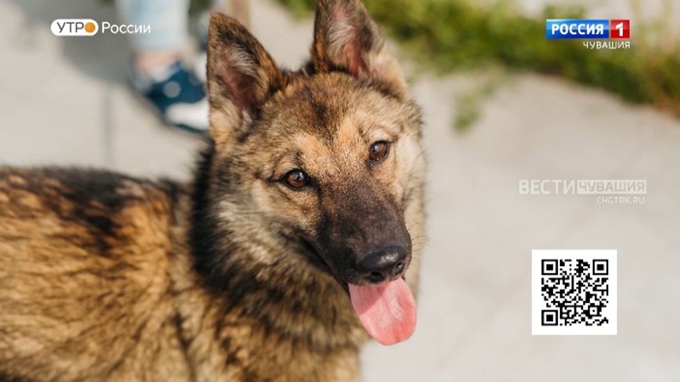 Проект "Найди друга". №47. Стрекоза