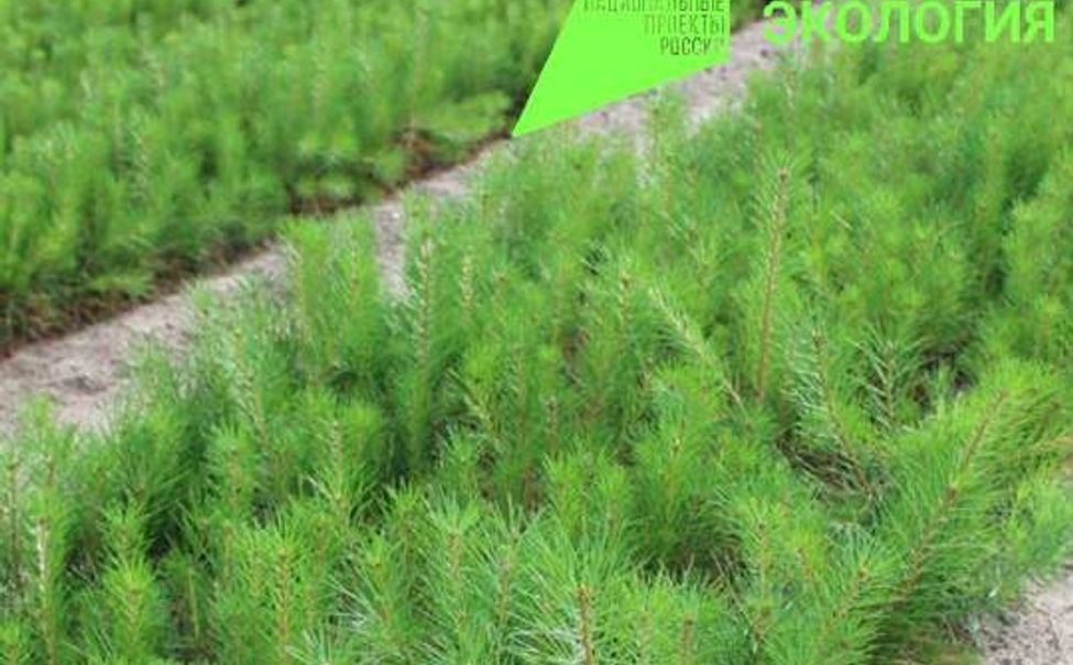 Чувашия активно готовится к лесокультурному сезону 2023 года