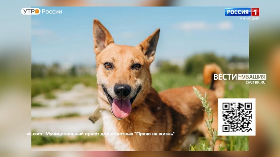 Проект "Найди друга". №48. Перси