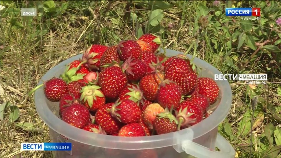 Фестиваль ягоды состоится в Чебоксарском округе