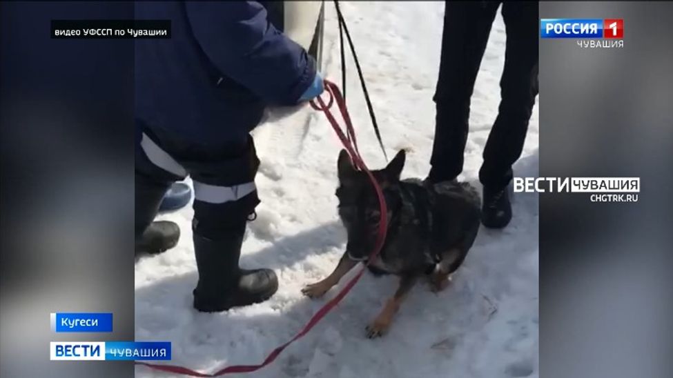 Из-за невыносимого запаха и бесконечного лая из новочебоксарской квартиры выселили 3 собак