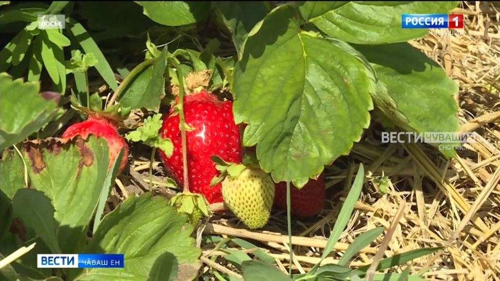 Чӑваш Енре ҫырла фестивалӗ ирттерме палӑртаҫҫӗ 