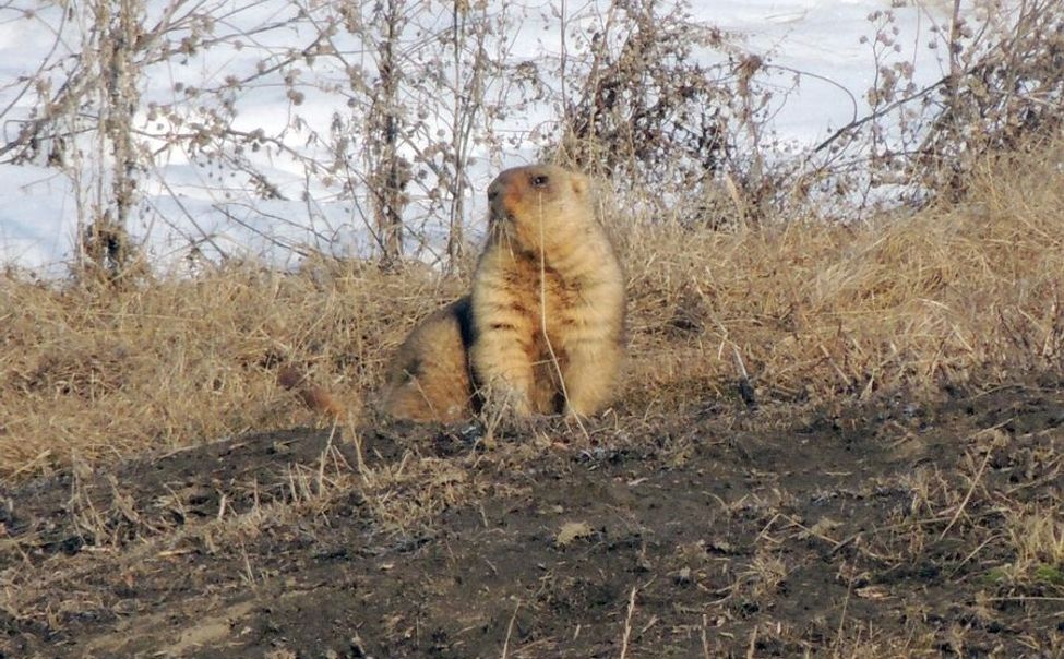 В Чувашии проснулись сурки
