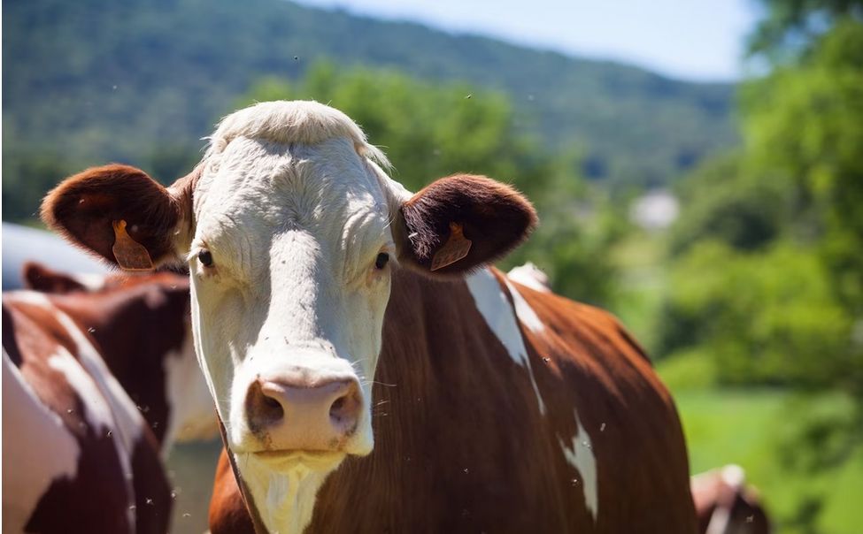 Глава Чувашии после инцидента с сибирской язвой распорядился жестче заниматься ветконтролем 