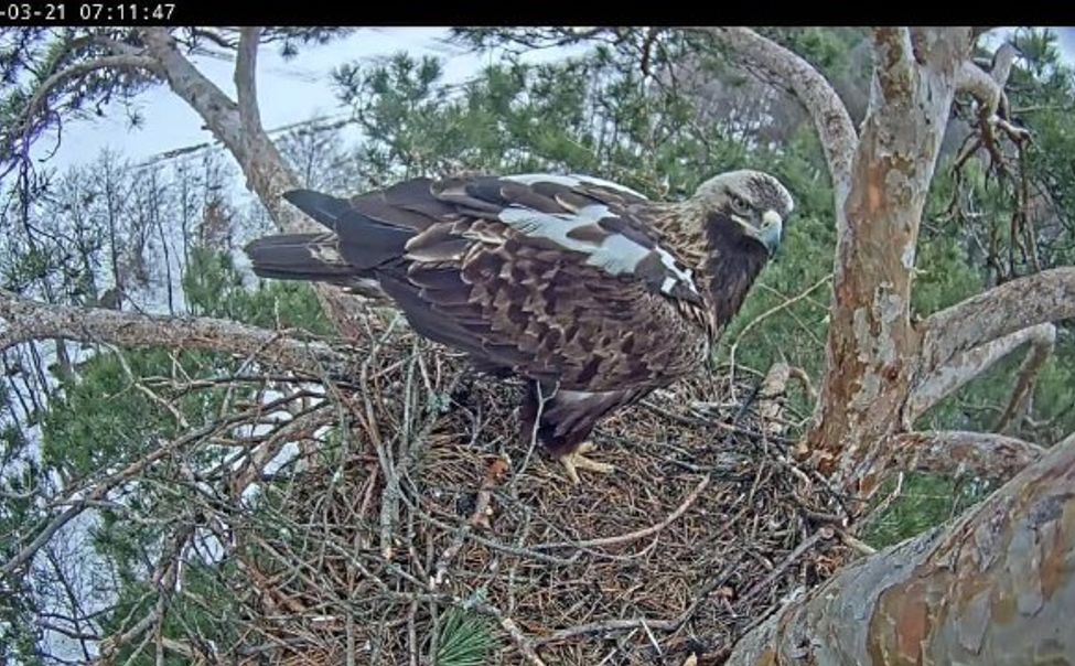 В Чувашию прилетели солнечные орлы