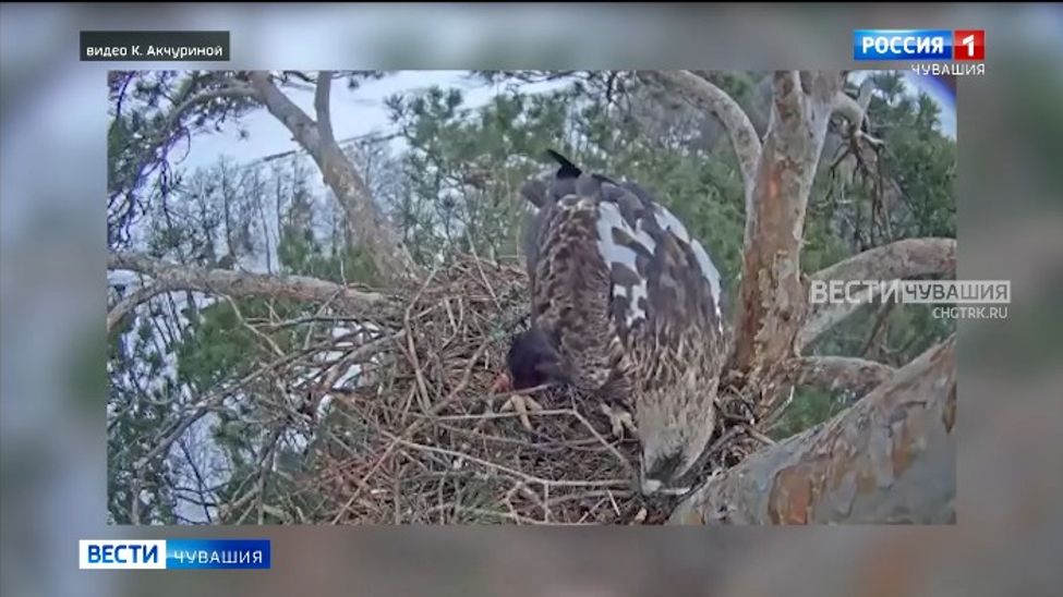 В Чувашии поселились солнечные орлы