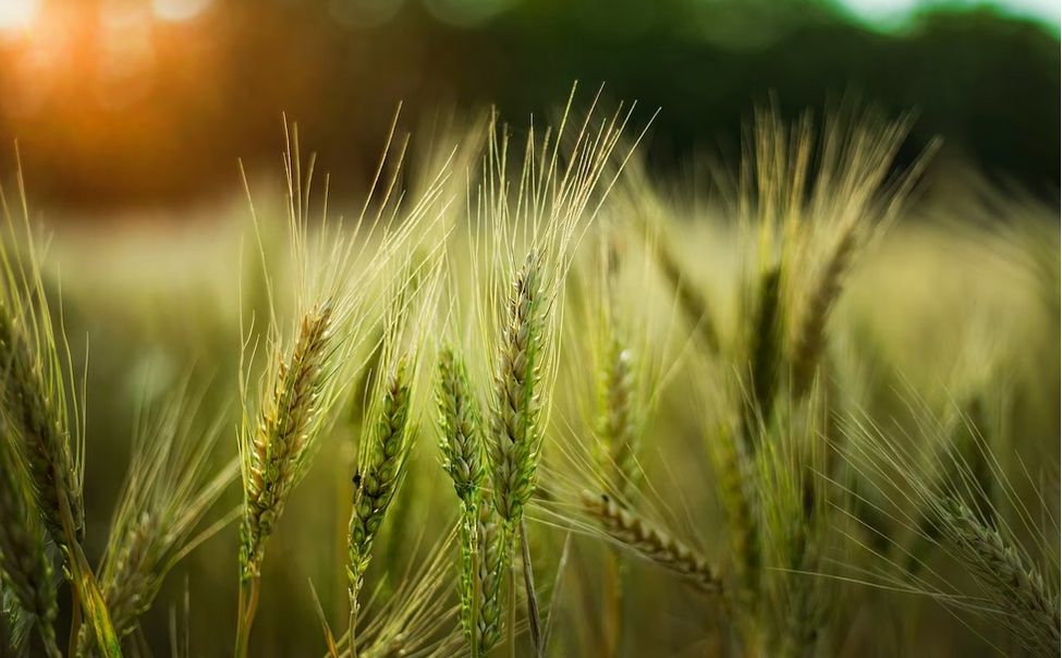 В Чувашии к 2026 году введут в оборот почти 30 тыс га необрабатываемых земель