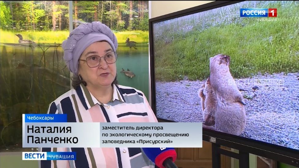 В Чувашии похудевшие за зиму сурки отъедаются после спячки