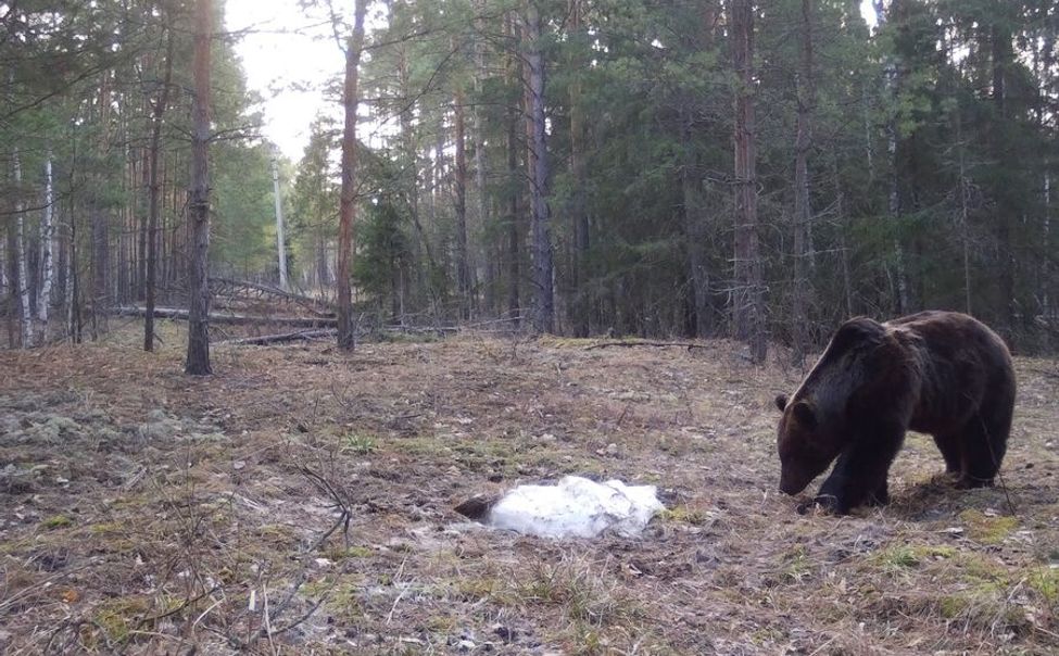 В Чувашии проснулись медведи и вылезли из берлог
