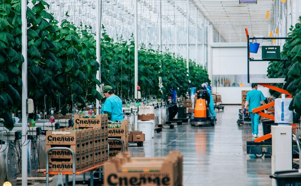 Среднемесячная зарплата работников в АПК Чувашии превысила 38 тысяч рублей