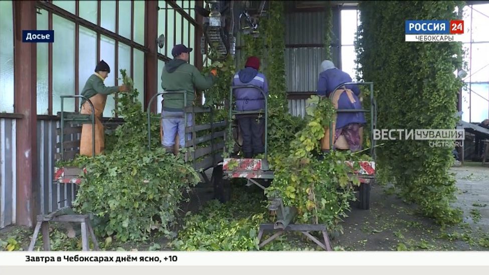 В Чувашии заключили 5-стороннее соглашение по развитию хмелеводства