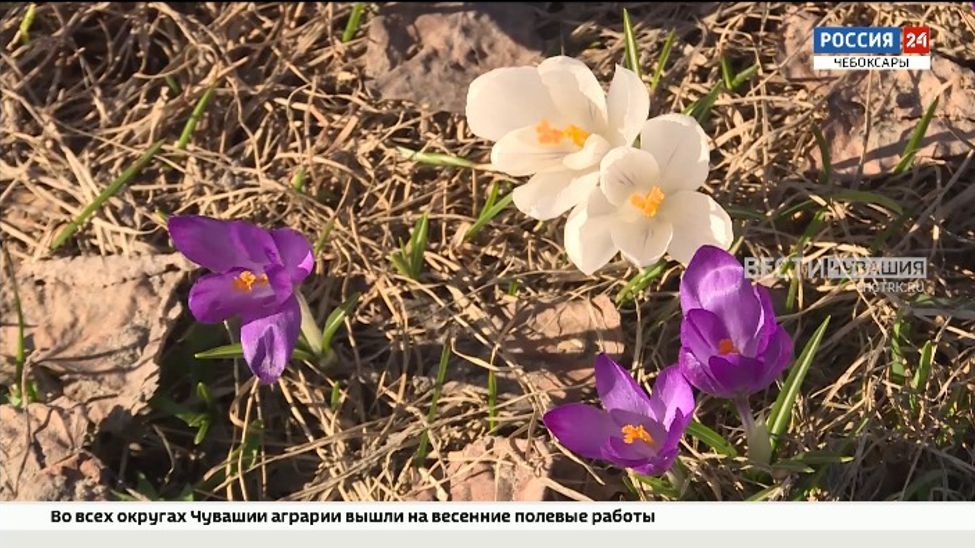 Чебоксарцы варварски вытаптывают и рвут первоцветы на Красной площади