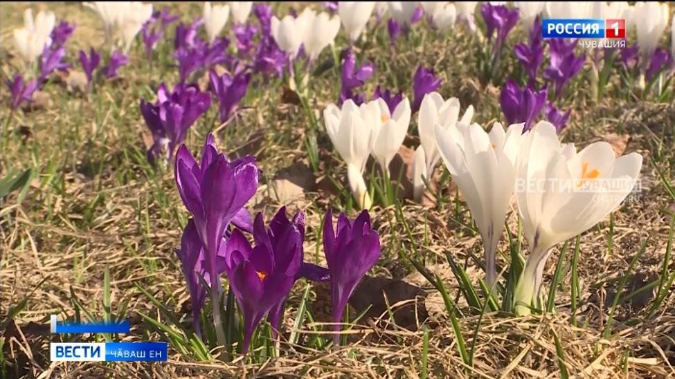 Татмасӑр киленмелли илем